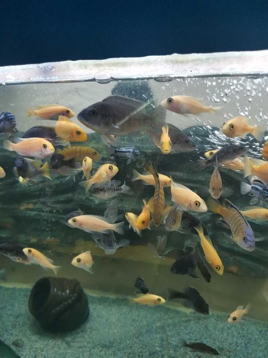 Аквасалон,, Ковчег "цихлиды