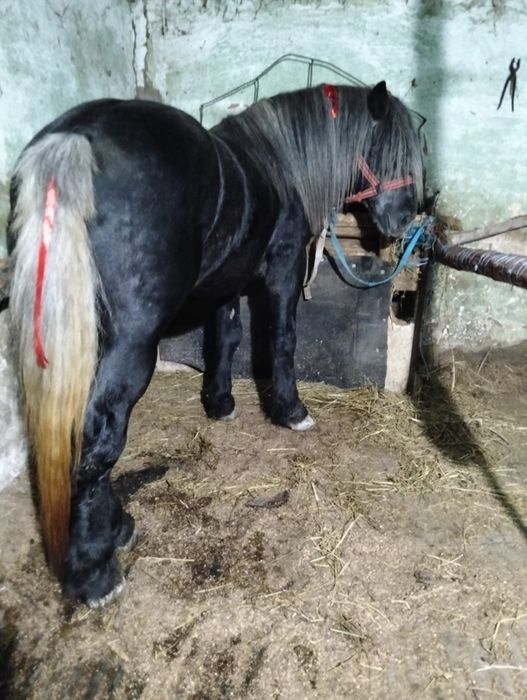 Vand armasar de 3 ani