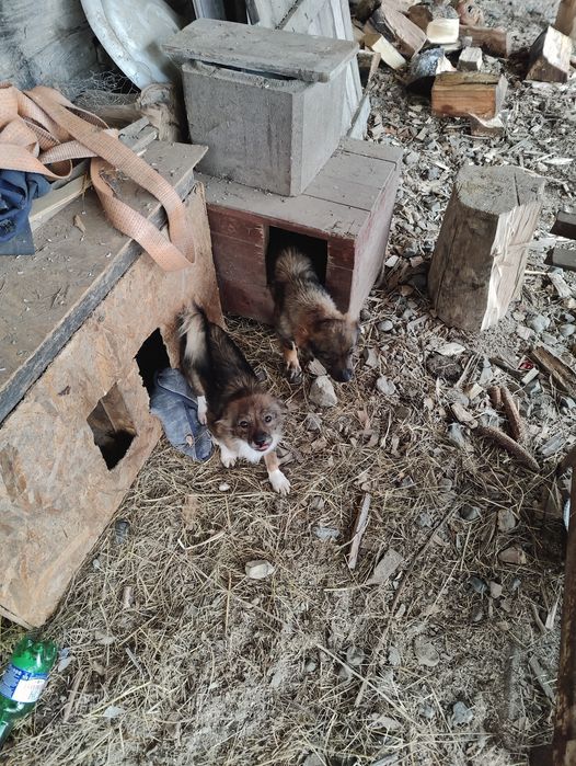 Donez 3 cățelușe pitice