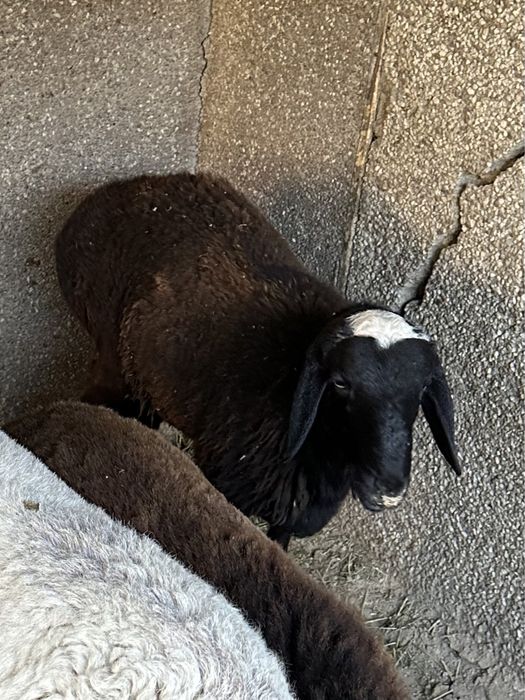 Ular yosh qizni yaxshi sikadilar