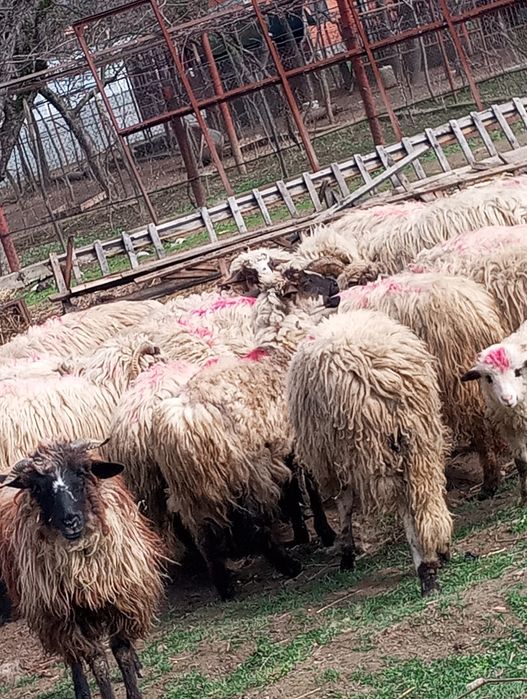 De vânzare oi Runcu