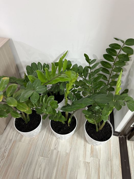 Комнатные цветы