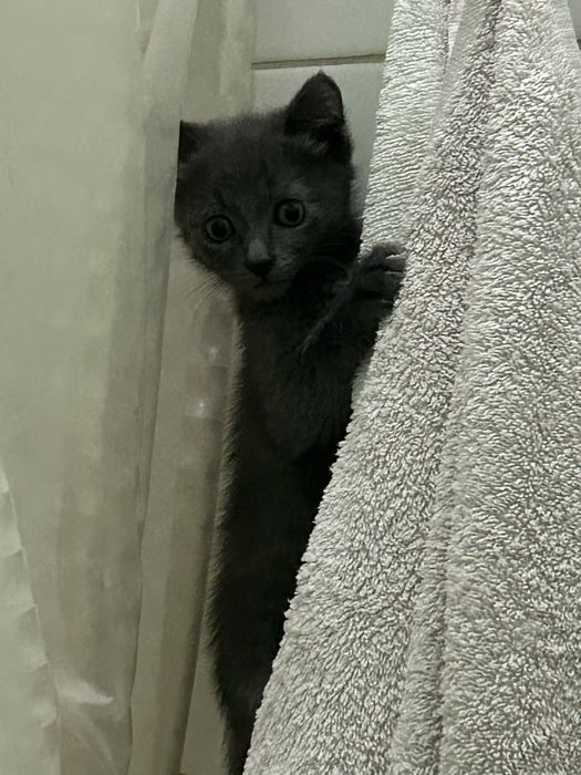 Котенок 1,5 месяца