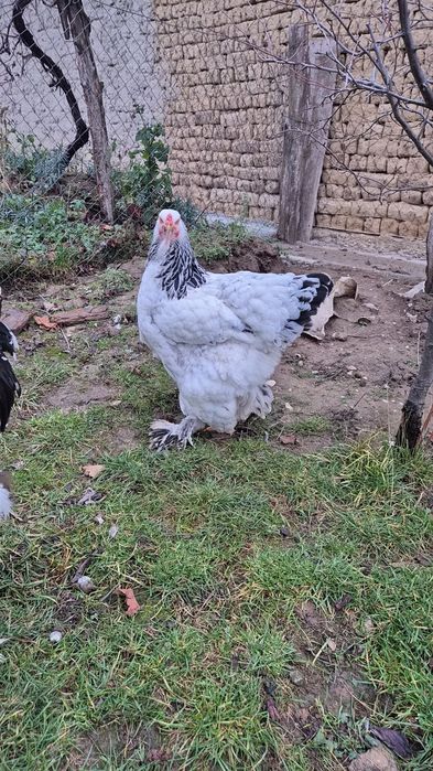 Pasari Brahma Herminat Deschis