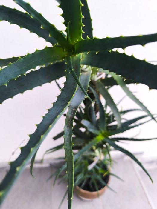 Plantă Aloe Vera