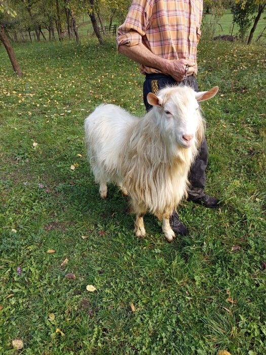 Se oferă spre vânzare Țap împreună cu capre și iezii