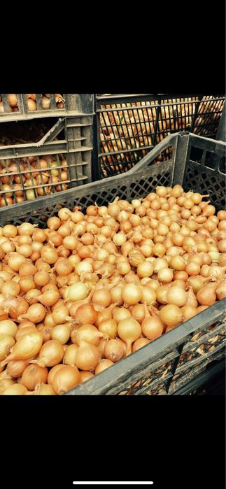 Арпаджик сорт Мелник,Щутгард,Ред Кармен