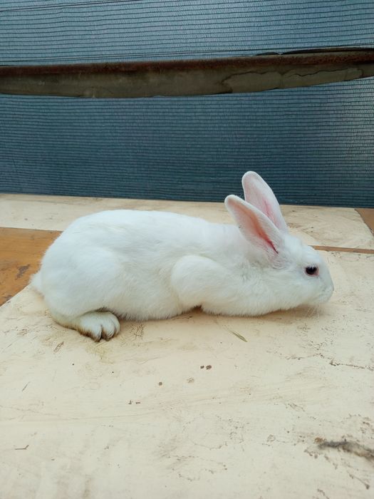 Зайци мъжки и женски