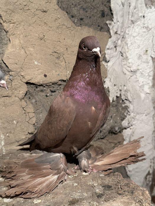 Продам Голубей г. Алатау