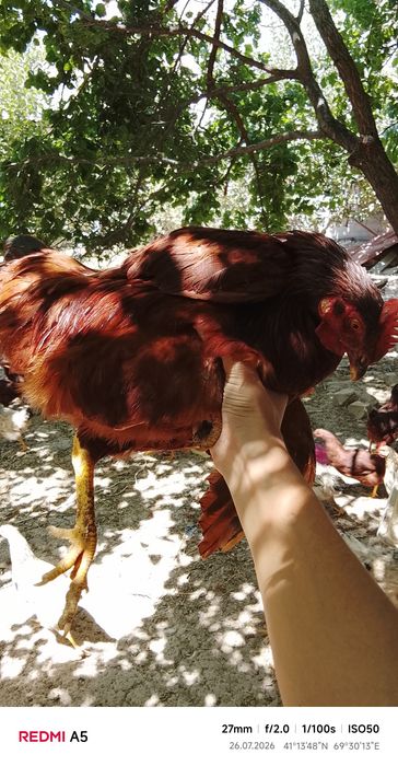 Несушка, доминант Чехские куры и петухи