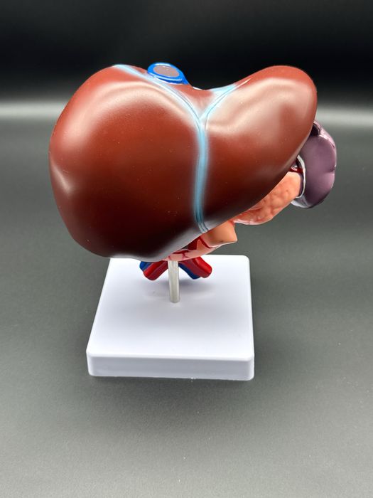 Anotomik mulyaj maket model.Анотомические муляжи макеты модели