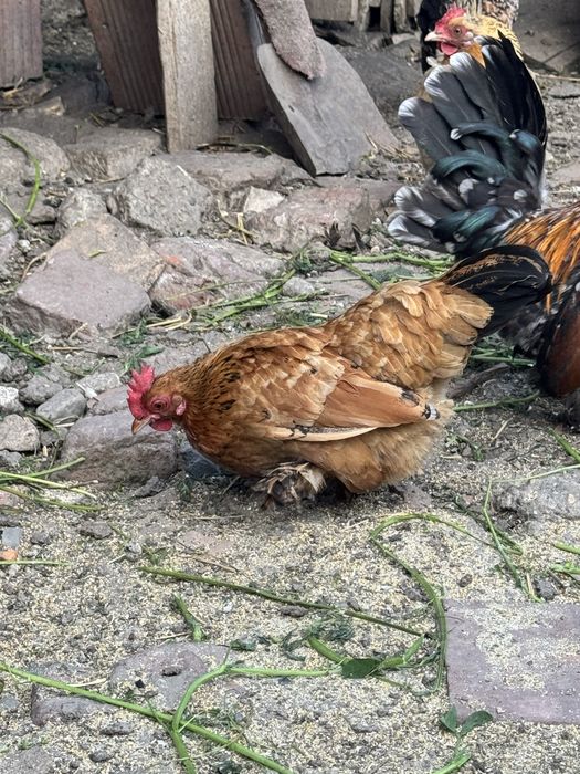 Vand cocosei si gaini pitice