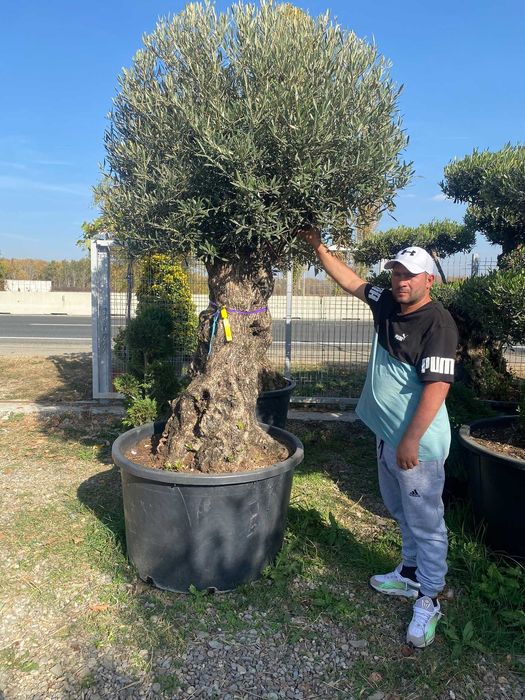 Plante Ornamentale de Orice specie Si Inaltime