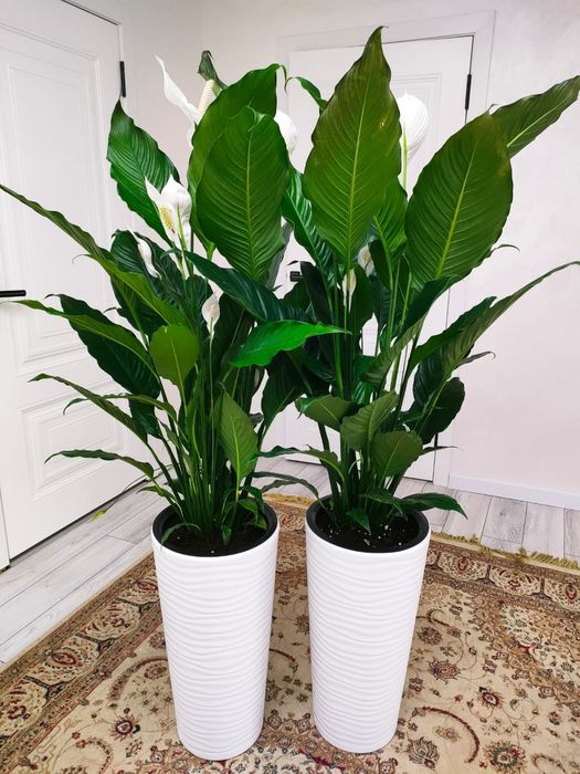 Комнатные растения, доставка