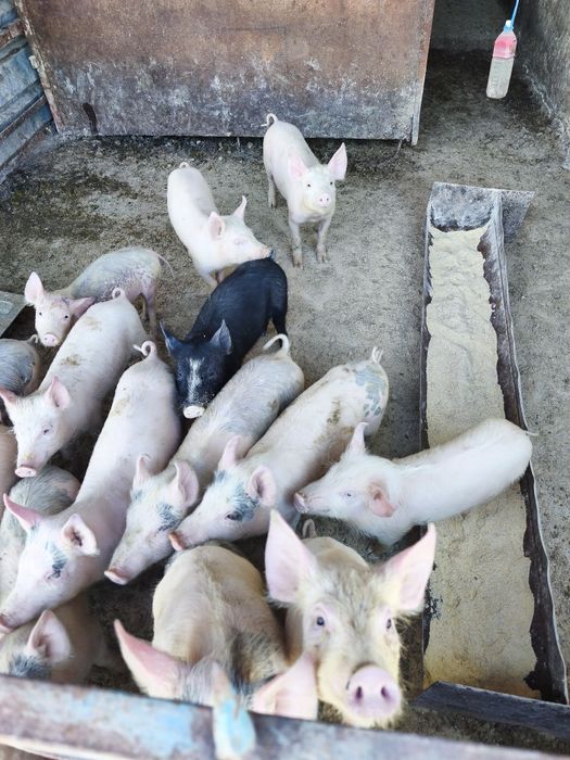 Малки прасета 20