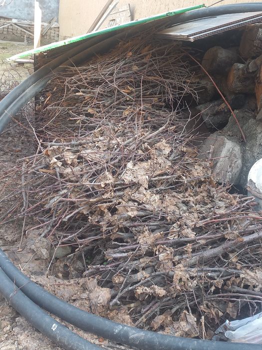 Shox o'tin bor tekinga bervoraman