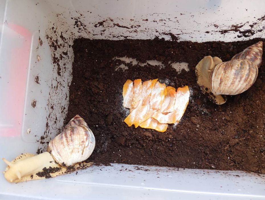 Улитка ахатина отдам