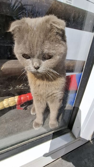 Кот для вязки скотиш