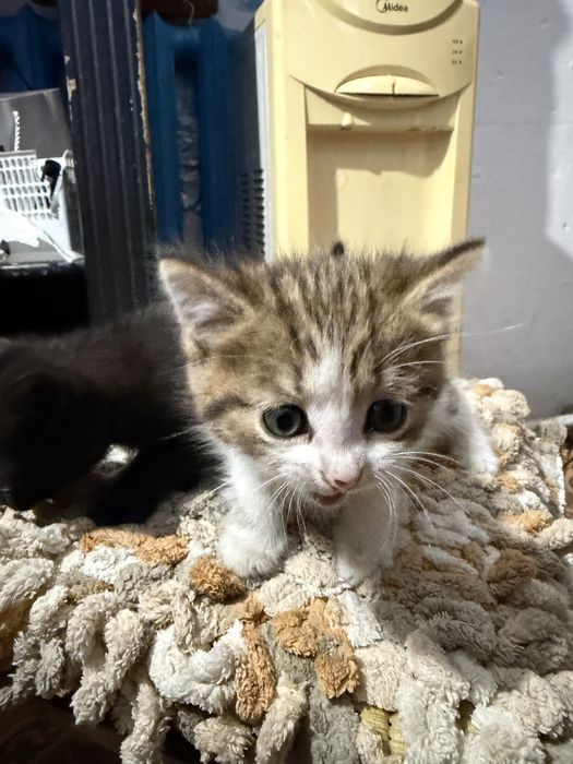 Котята в добрые руки бесплатно