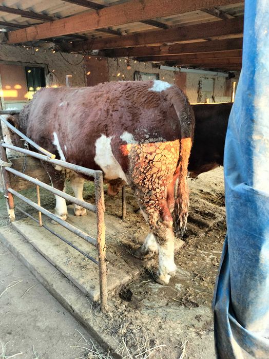 Бычок симментал чистый токал