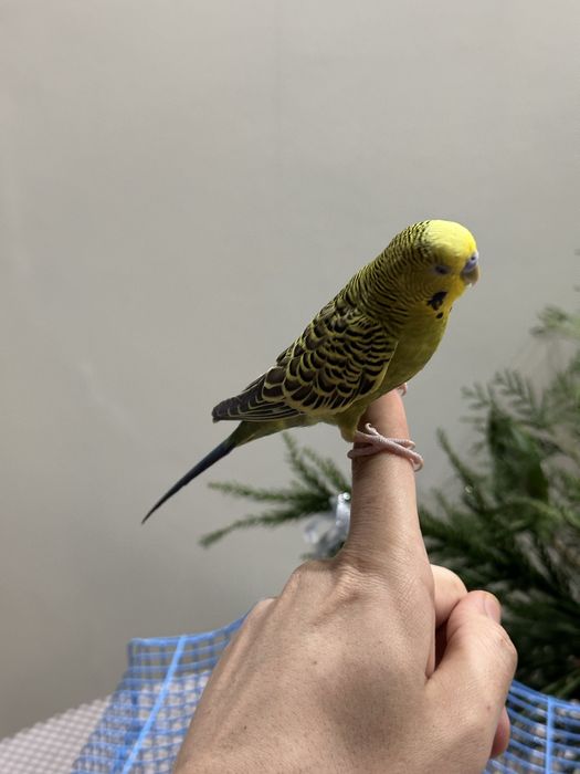 волнистый попугай