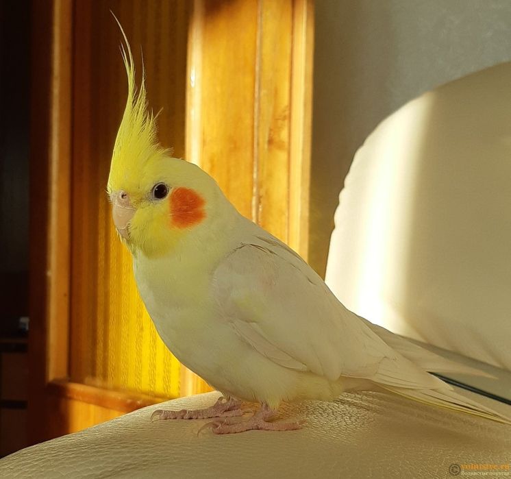 Кареллы попугай.