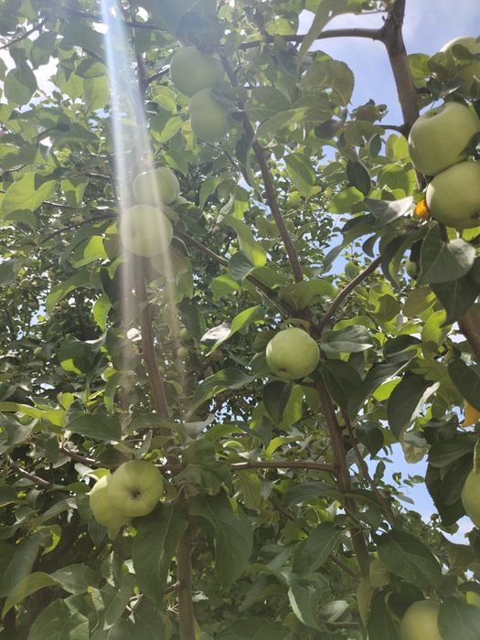 продается дача общества натуралист