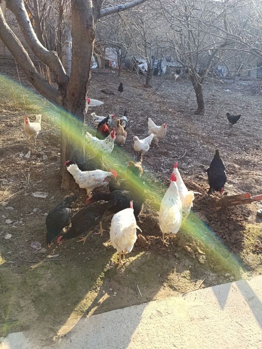 Joja Xoʻrozlar sotiladi  xonadoni pokiza joxori bugʻdoy bn boqilgan