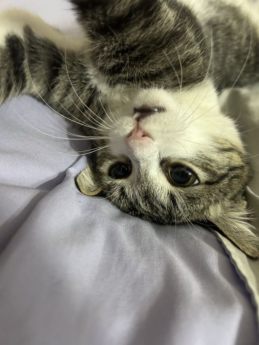 Отдам в хорошие руки