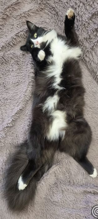 Кот в хорошие руки