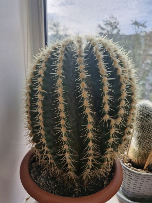 Продам кактус 20000 тг