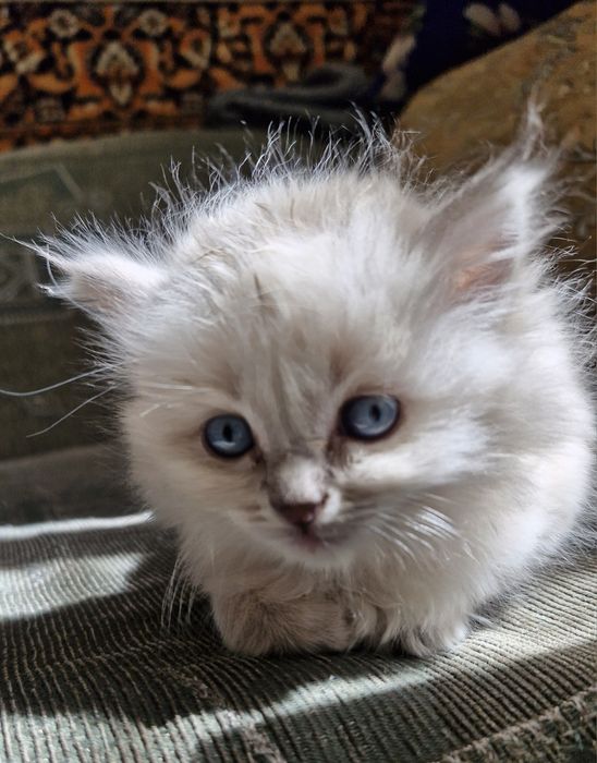 Котёнок 2 месяца
