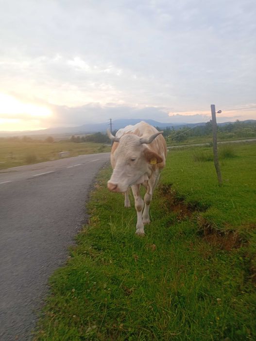 Vând 2 vaci bălțată românească și 2 vițele