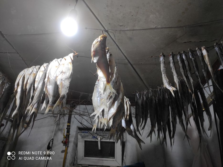 Продам вяленую чехню и рыбец.