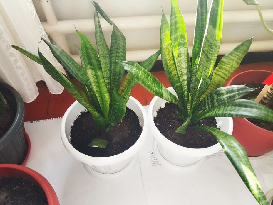 Санвеверия цветы