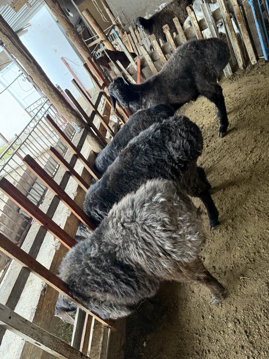 Қошқар сатылады 110мың