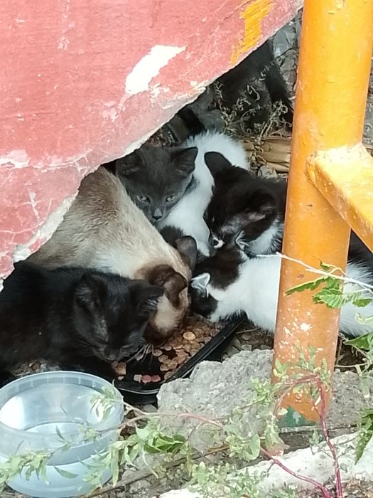 Отдадим котят в добрые руки