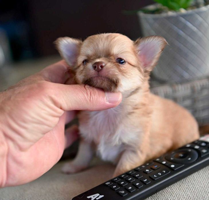 Мъжко дългокосместо мини чихуахуа