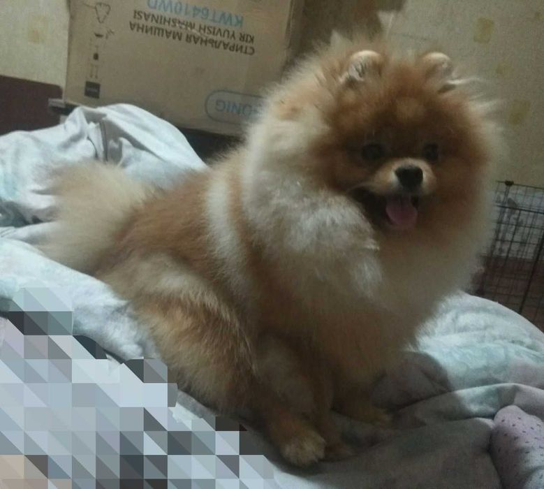 Вязка Шпиц  Померанский