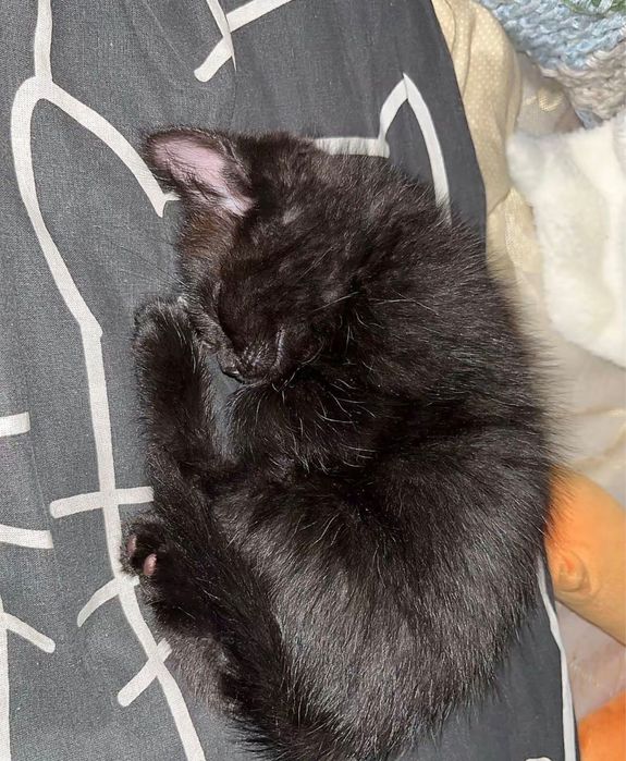 Милый котенок бесплатно