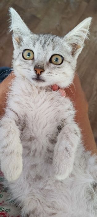 Котёнок котенок в частный дом