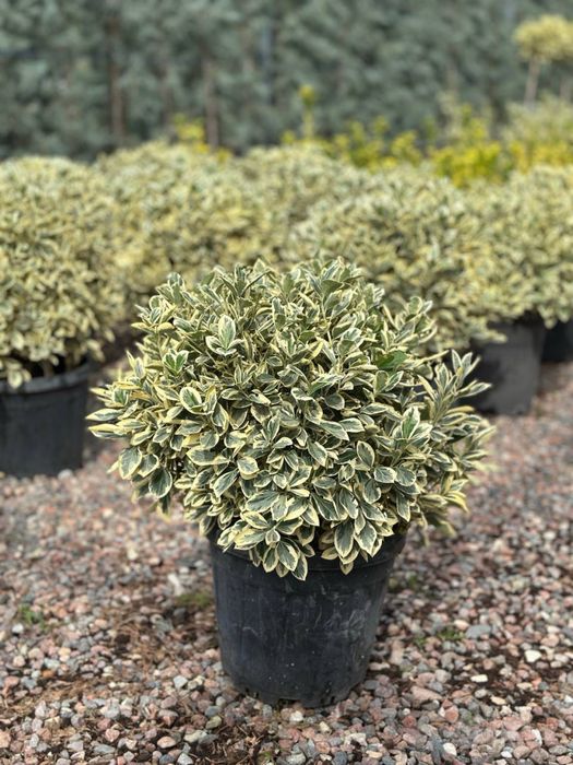 Шаровой Euonymus Bravo Италия