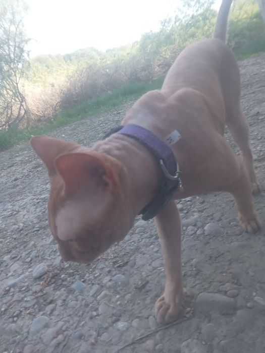 Продам кота , сфинкса.