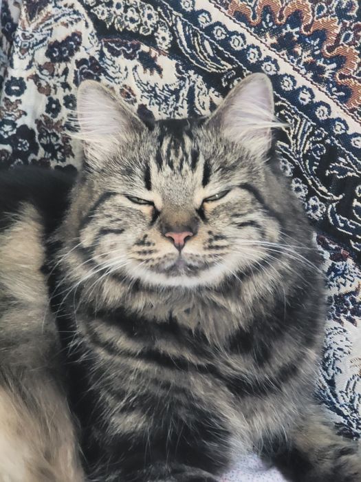 ПРОПАЛА КОШКА г.НАВОИ mushuk yo‘qolgan.