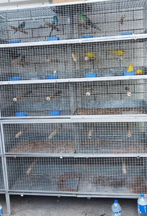 Qush qafaslari sotiladi