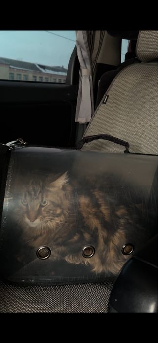 Мейн кун мальчик с документами