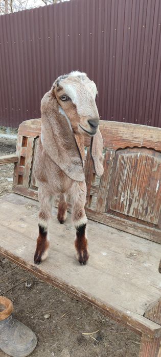 Козлик БиталоКамориНуб