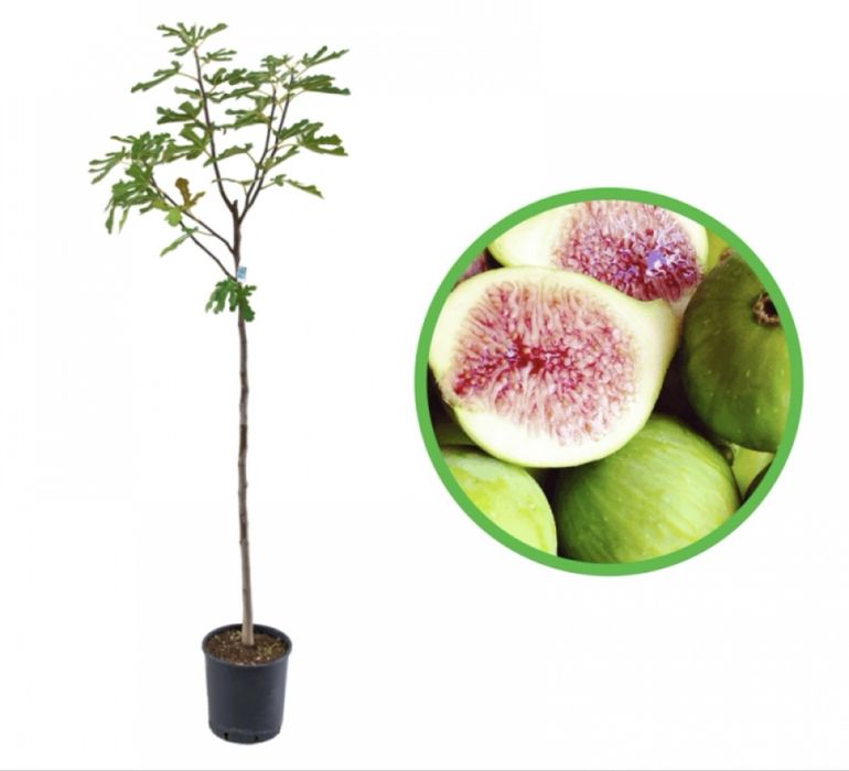 Plante fructifere anul 4 la ghiveci , super oferte !