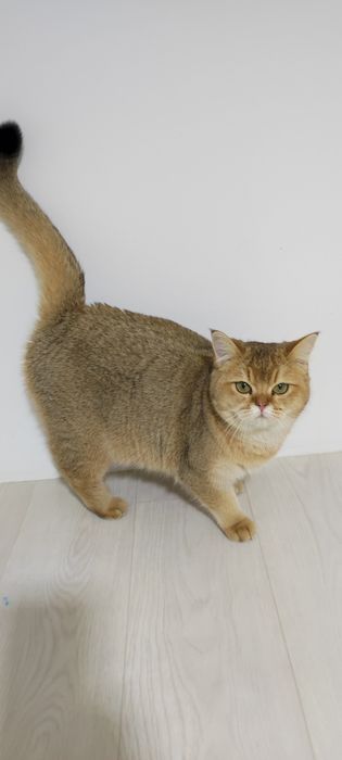 кошечки  британские 9 мес