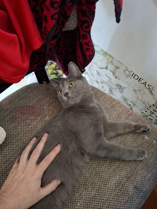 Катенок  девочка